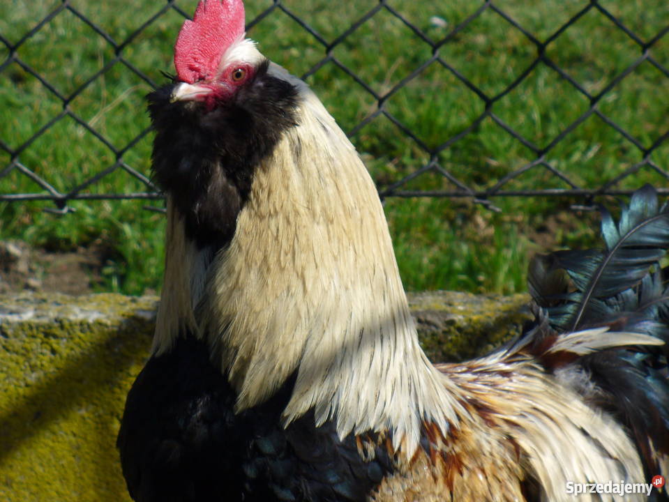 FAWEROLA ŁOSOSIOWA jaja lęgowe Pozostałe Kobylany sprzedam