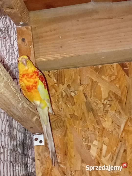 Samiec świergotki seledynowej 2025r Sędziszów Małopolski