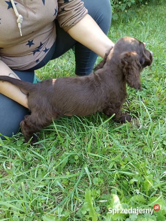 Szczeniaki Cocker spaniel angielski Bielsko-Biała sprzedam