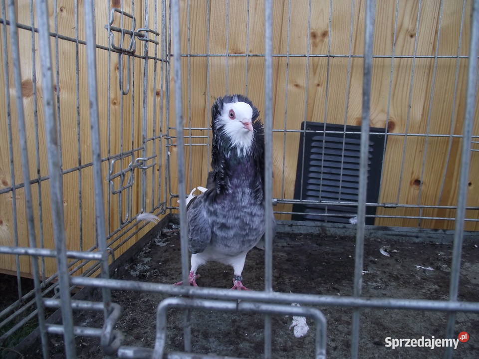 Kapucyny staroholenderskie Mościsko