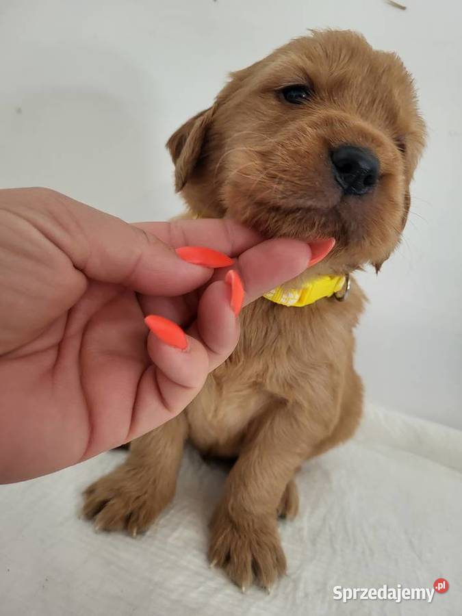 Chłopaki Golden retriever ciemno złote maluszki Poręba