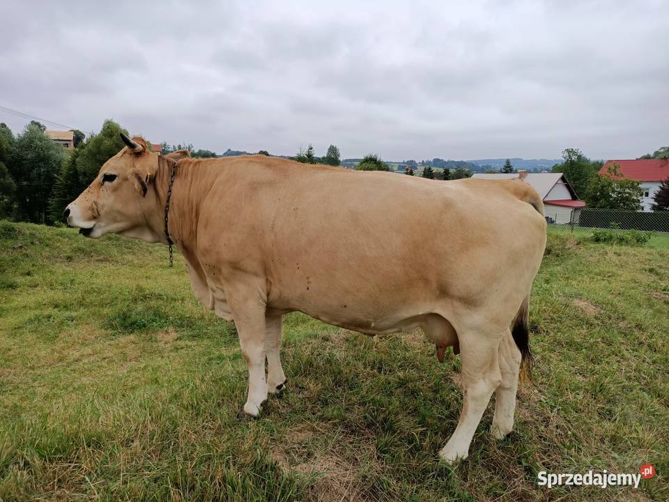 Krowa Piemontese 3 letnia cielna małopolskie Łużna