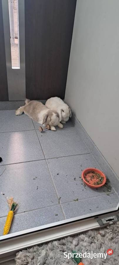 Króliki Mini Lop Miejska Górka sprzedam