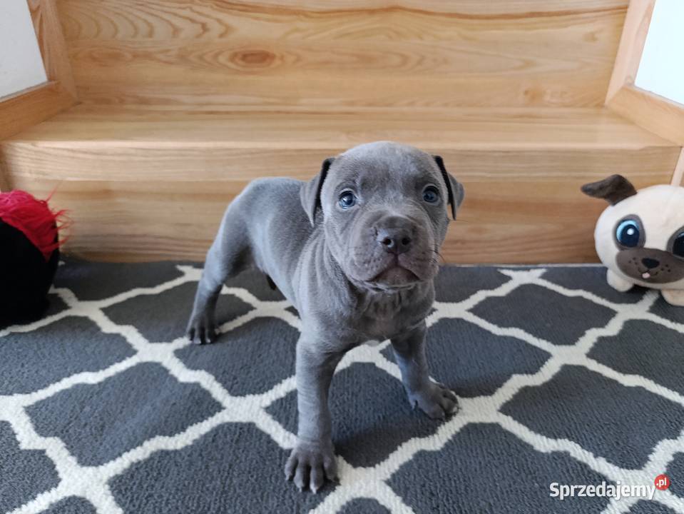 Amstaff błękitne szczenięta