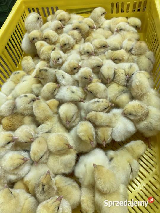 Pisklaki kury brojler Rosa Brązowa Blue Września