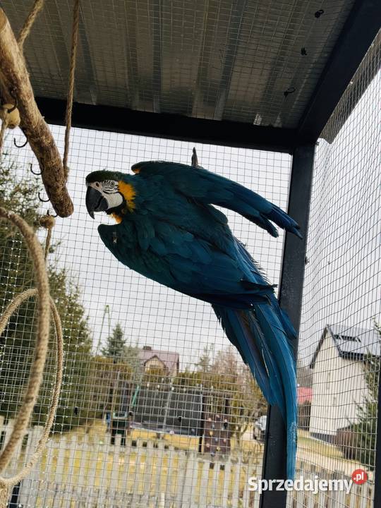 Hodowlany samiec Ara Ararauna Małogoszcz