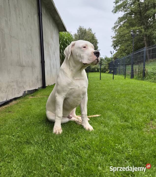 Szczeniaki Dog Argentyński ZKwP FCI krycie Gończyce