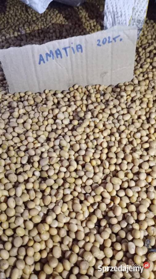 Soja Abaka i Amatia i gryka Zamość