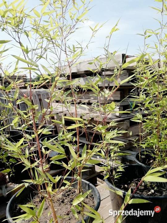 Bambus ogrodowy Ostrów Wielkopolski sprzedam