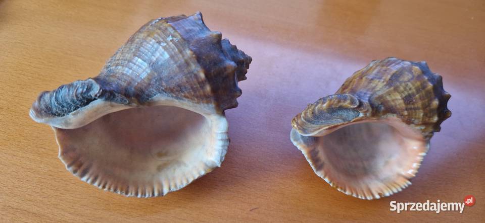 2 muszle morskie rapana venosa rapana Thomasa Warszawa