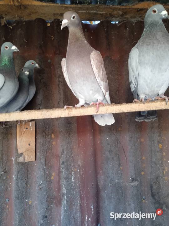 Sprzedam całe stado gołębi pocztowych