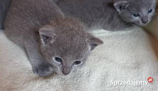 Sprzedam kocięta rasy rosyjskiej niebieskie z małopolskie Andrychów