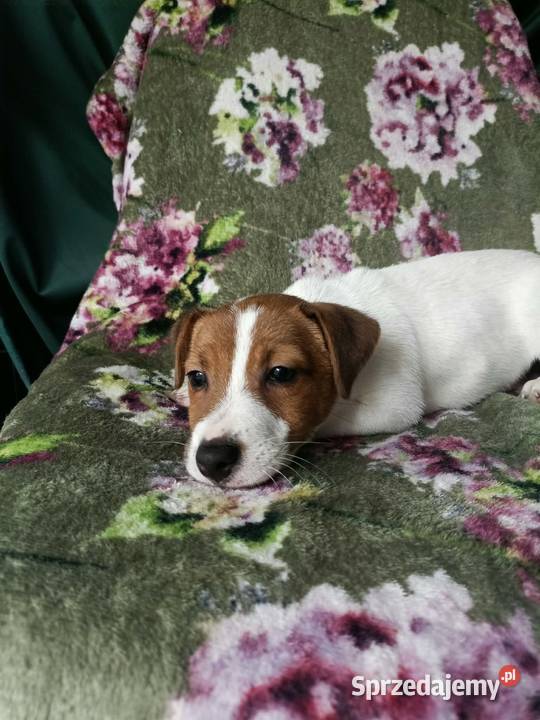 Wzorcowy Jack Russell terrier doskonała budowa Krapkowice