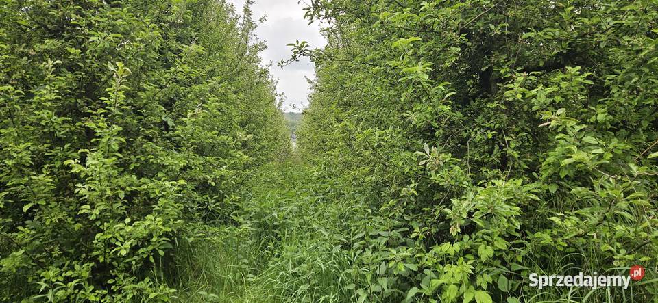 Działka zabudowana z sadem Zawichost