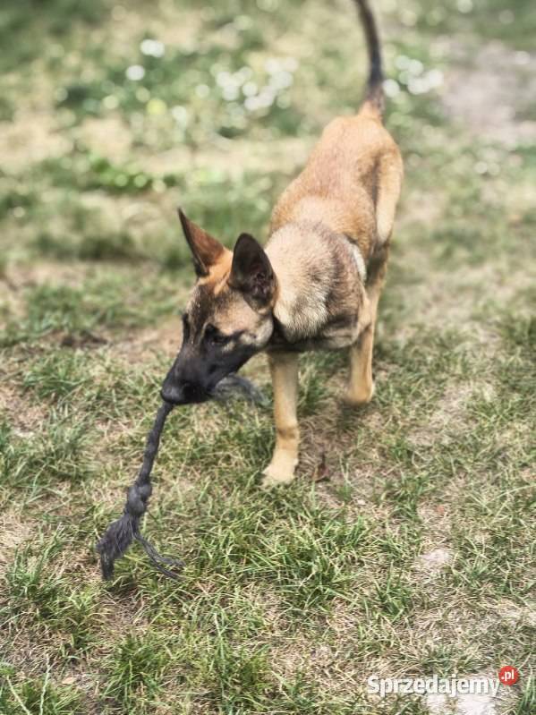 Amber owczarek belgijski malinois Lublin