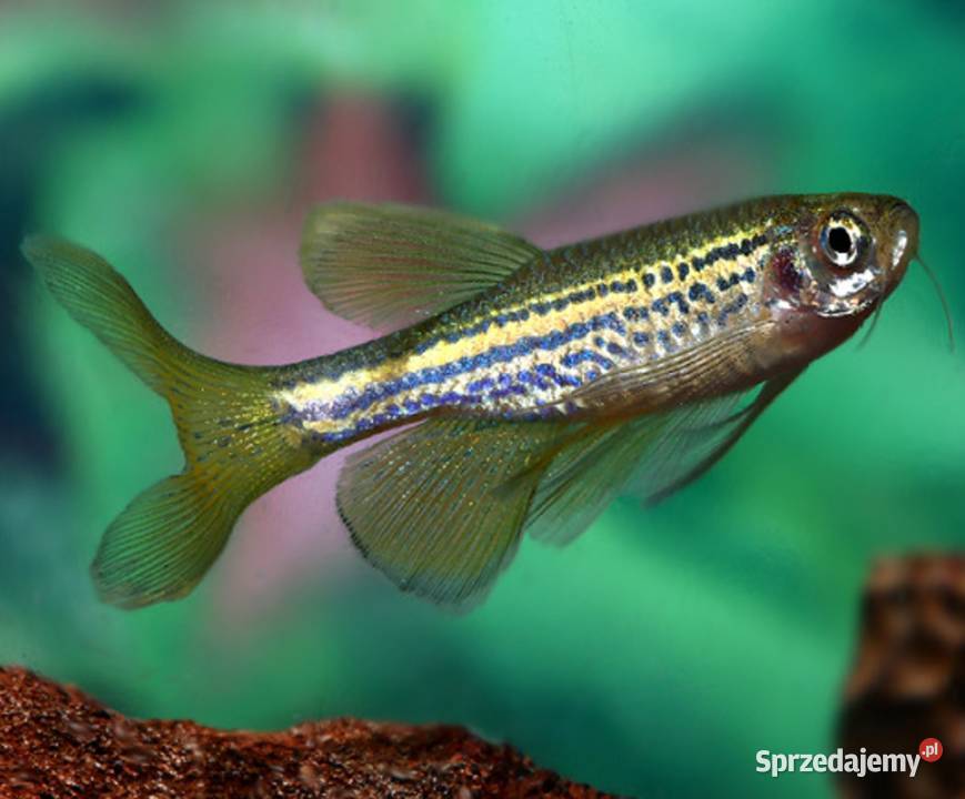 Danio lamparci Brachydanio lamparcie BOGATA
