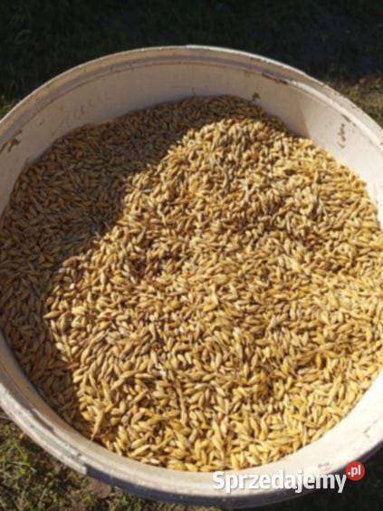 jęczmień ozimy Midnight Zboża Wieluń