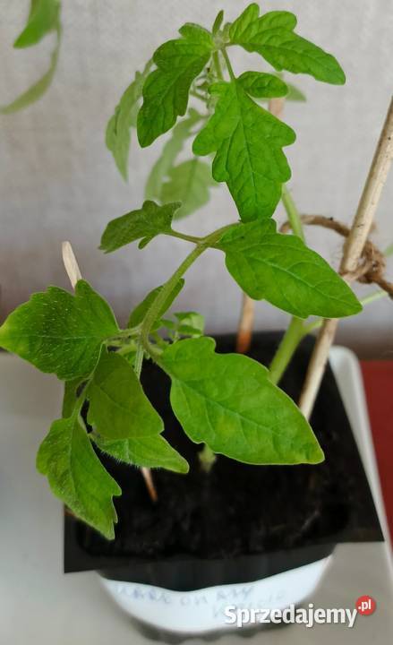 Sadzonka pomidora karłowatego Promyk Łódź sprzedam