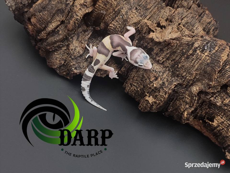 Eublefar Gekon Lamparci maluchy