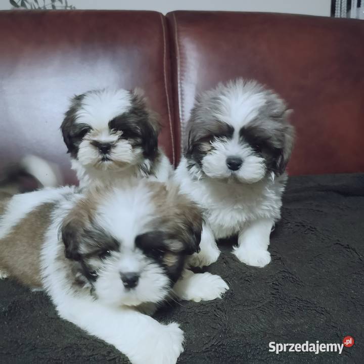 Shih tzu szczenięta Hodowla domowa Szczecinek