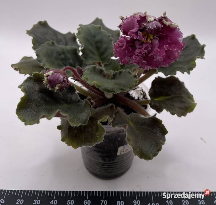 Fiołek afrykański kwitnąca sadzonka Jędrzejów