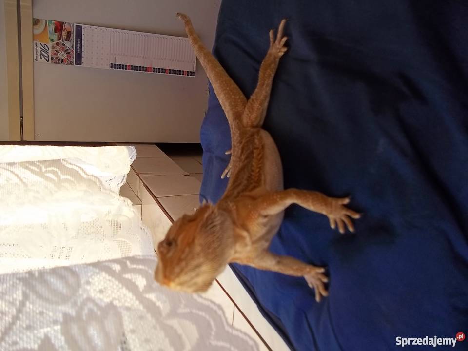 Agama brodata sprzedam tanio Łódź