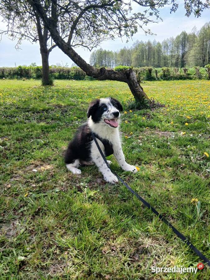 Border collie z rodowodem kujawsko-pomorskie Toruń