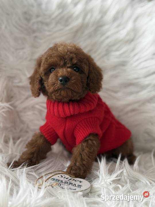 Pudel Toy szczeniak piesek sunia małopolskie Polanka Wielka