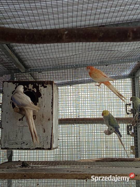 Rozele Królewskie Grudziądz