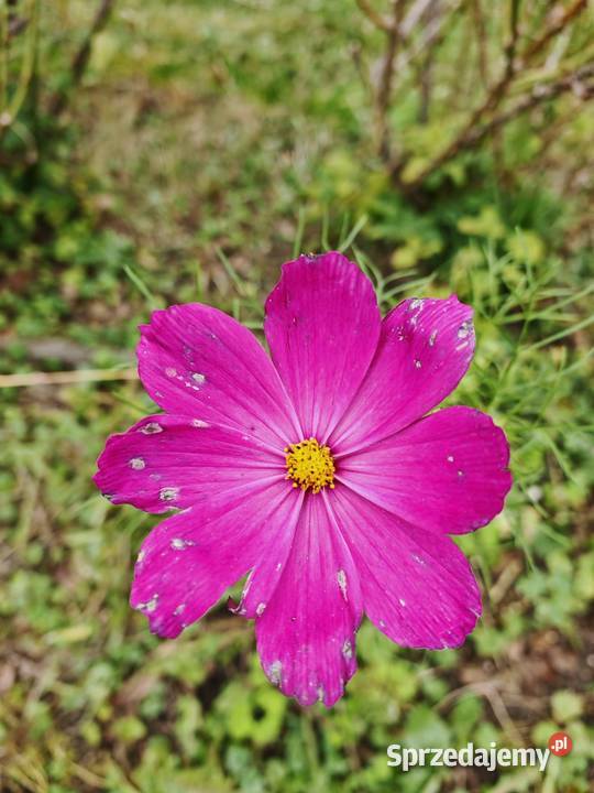 Działka ROD Złote Łany Bielsko-Biała