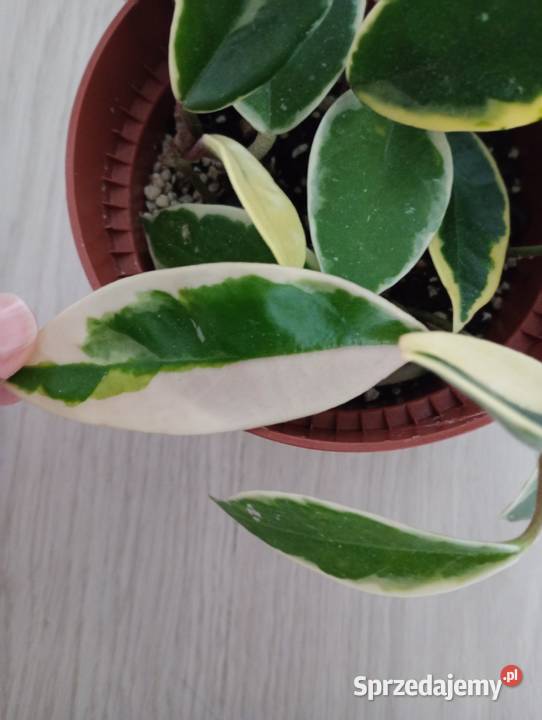 Hoya Carnosa Krimson Queen Zielone śląskie sprzedam