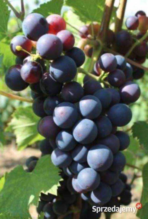 Zestaw 25 sztuk Salome na czerwone wino