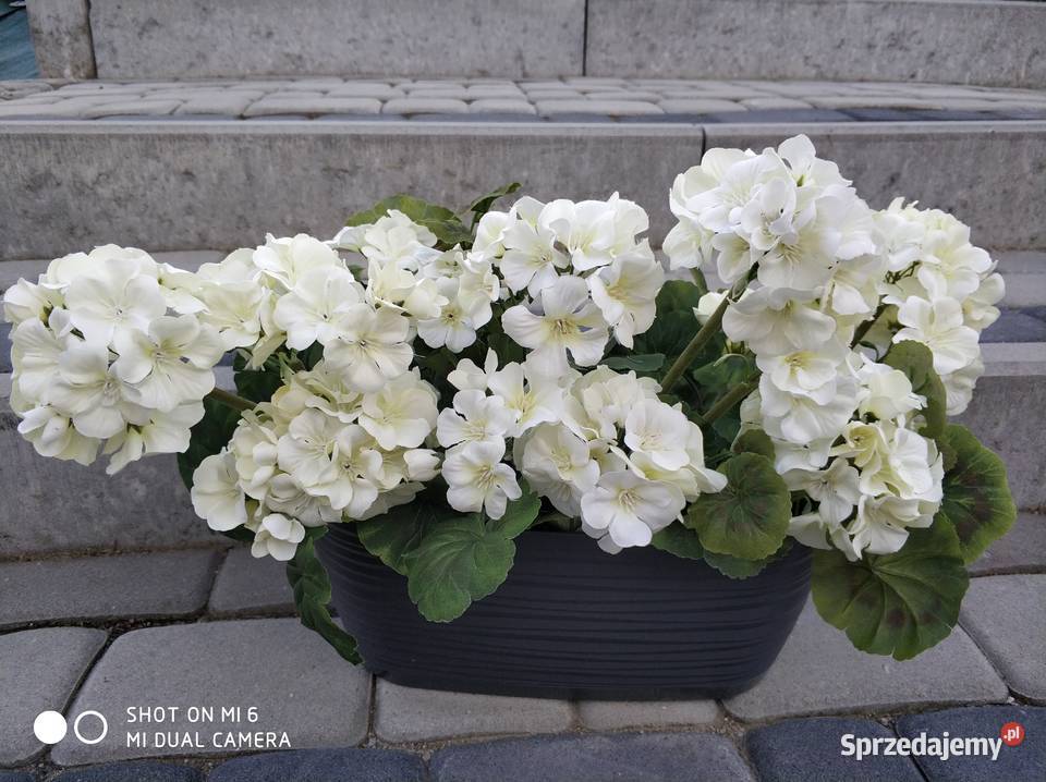 PELARGONIE ZYWE Straszęcin