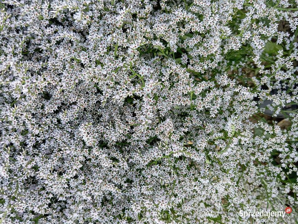 Zatrwian tatarski statica 2025 Izbica