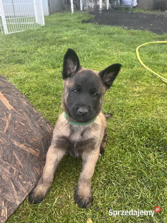 Owczarki belgijskie Malinois śląskie Racibórz