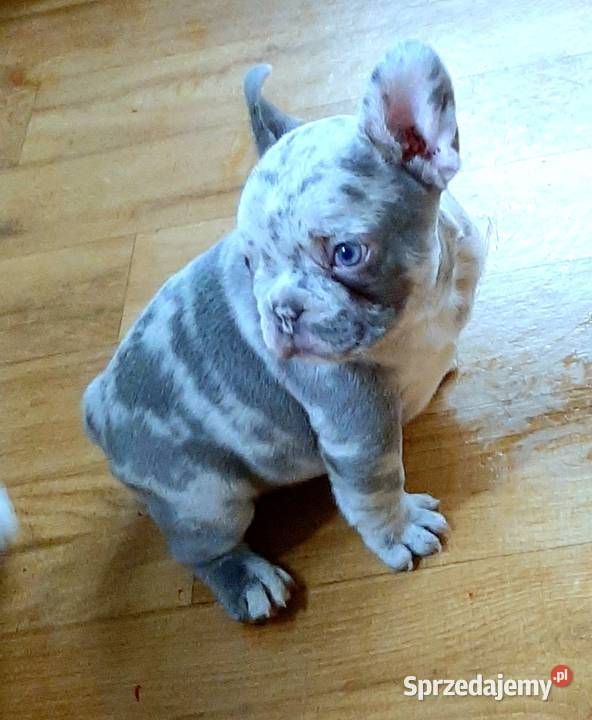 Buldogi francuskie szczenieta Buldog Pabianice