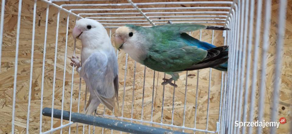 Parka Nierozłączki Czerwonoczelnej