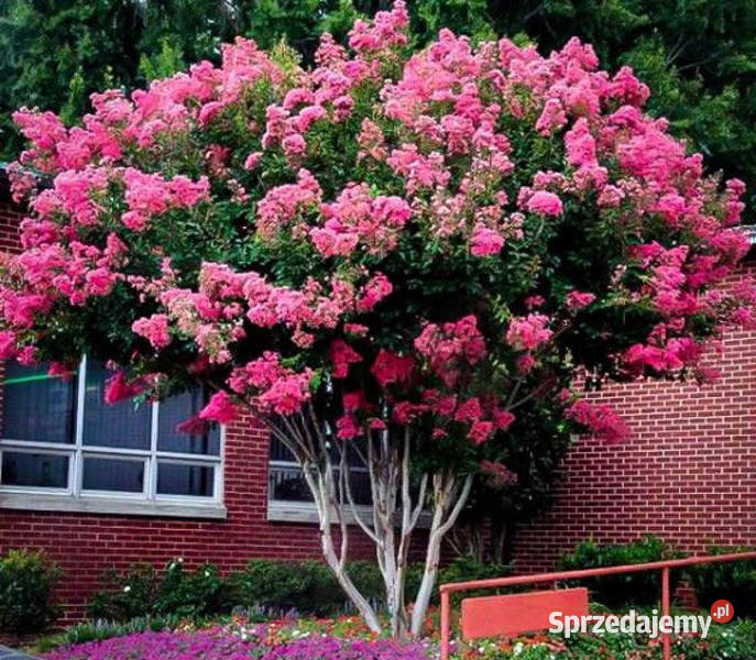 LAGERSTROEMIA BEZ POŁUDNIA sadzonki 100 w don kujawsko-pomorskie Ustronie sprzedam