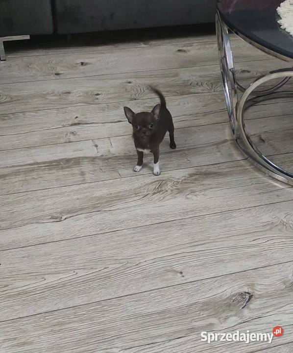 MINI Dziewczynka Chihuahua Gotowa Do Odbioru wielkopolskie
