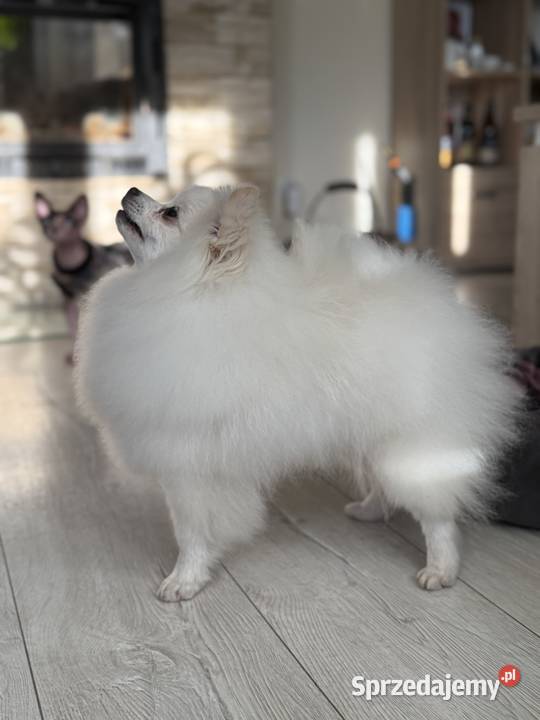 Pomeranian Szpic Miniaturowy Biały FCI Szpic miniaturowy Tomaszów Lubelski