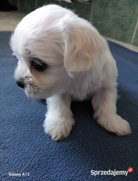 Małe Maltańczyki do rezerwacji Krzywda