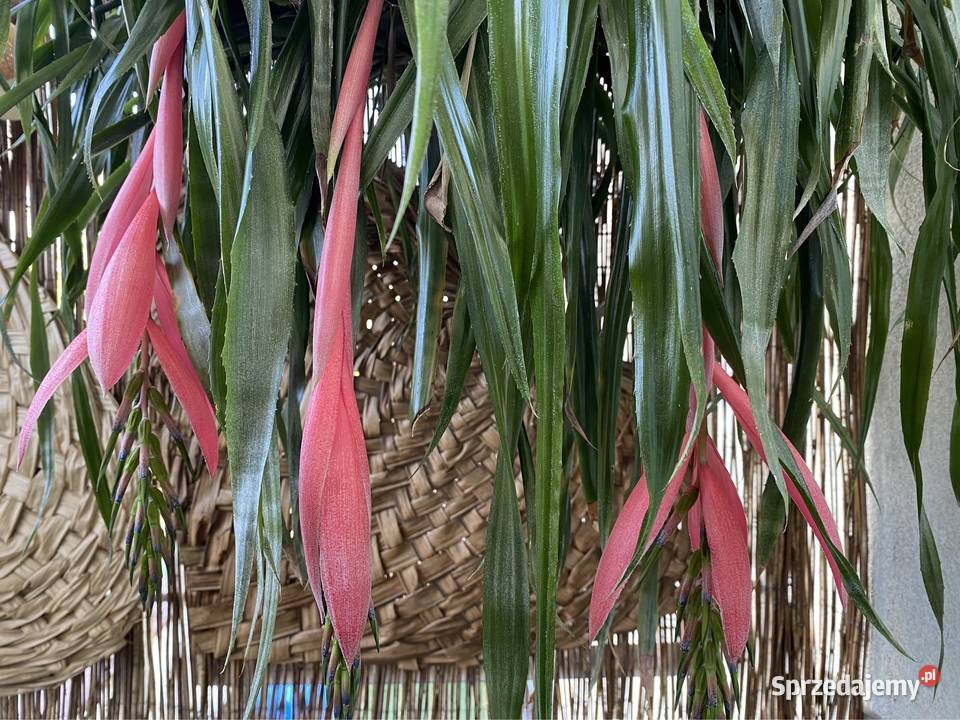 Bilbergia zwisła zwodnica dwie rozłożyste Rośliny Zabierzów