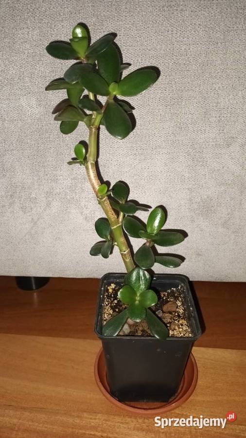 Grubosz crassula drzewko szczęscia 3 wys 33