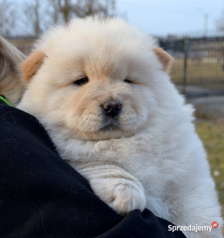 CHOW CHOW ŚLICZNE DO ODBIORU GOTOWE Łódź