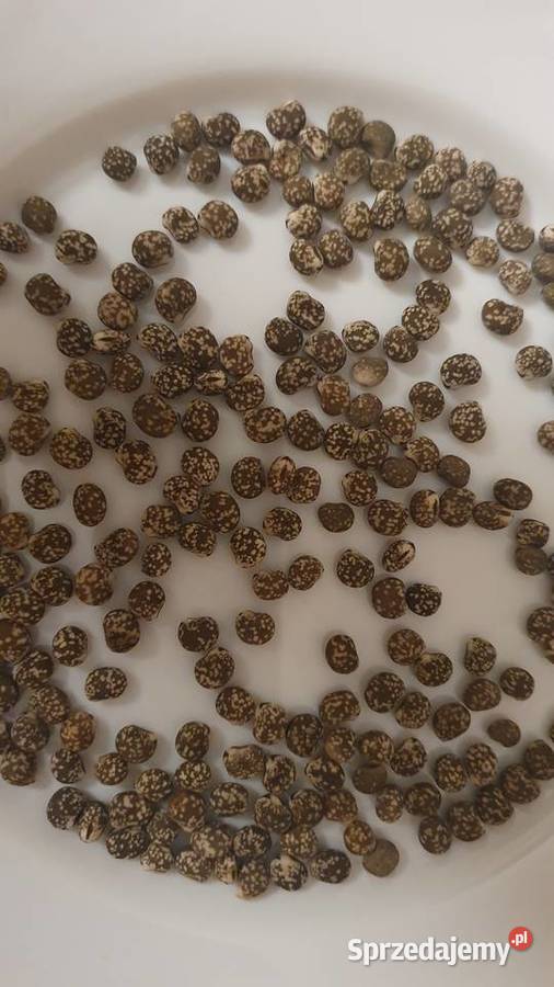 łubin gorzki wąskolistny zbiór 2025nie Terespol