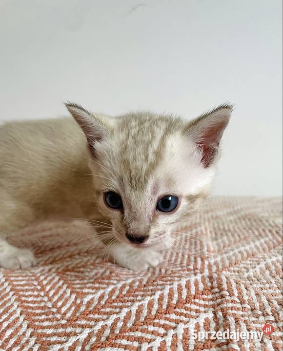 Vanillia snow marble mink bengal girl Lubliniec sprzedam