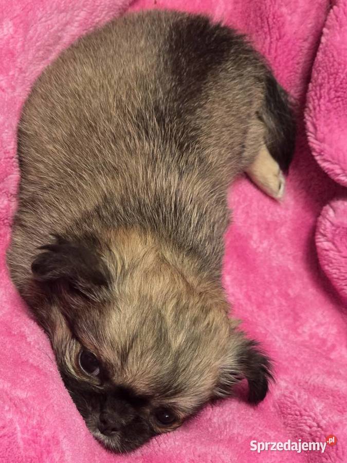 Chihuahua Sobolowy Mini Xxs Bielsko-Biała