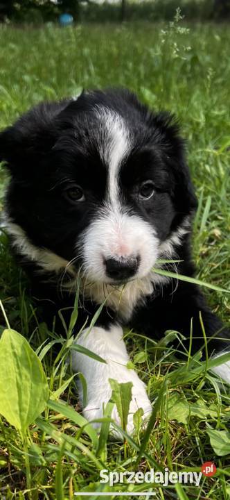 Szczenięta Border Collie DO ODBIORU Biała Góra