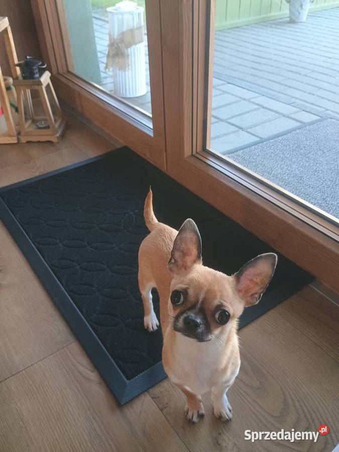 Chihuahua maleńka XXS Chihuahua Radomsko
