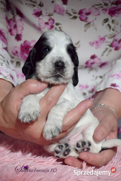 Cocker Spaniel Angielskipiesek niebiesko srebrny Nowy Sącz